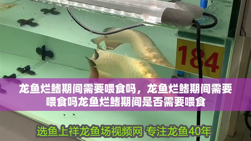 龍魚爛鰭期間需要喂食嗎，龍魚爛鰭期間需要喂食嗎龍魚爛鰭期間是否需要喂食