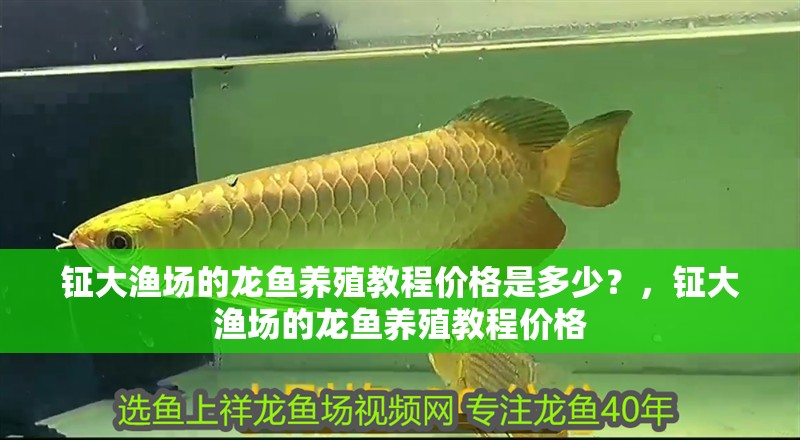 鉦大漁場的龍魚養殖教程價格是多少？，鉦大漁場的龍魚養殖教程價格