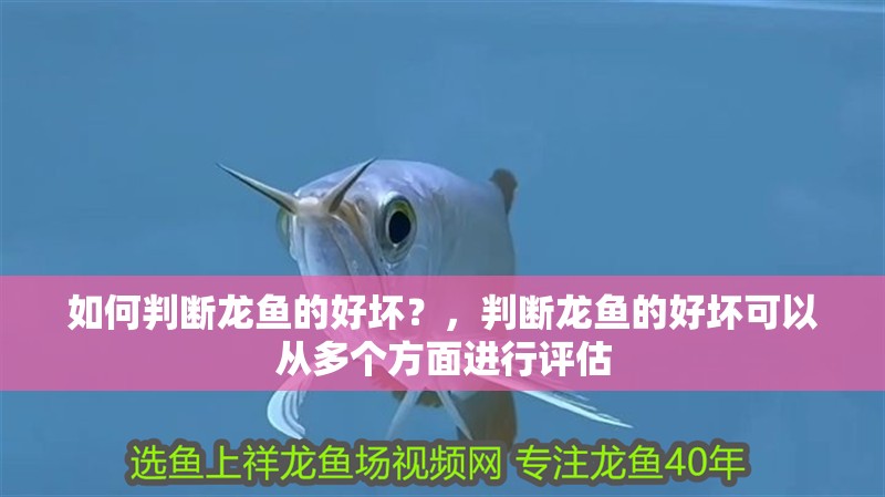 如何判斷龍魚的好壞？，判斷龍魚的好壞可以從多個方面進(jìn)行評估