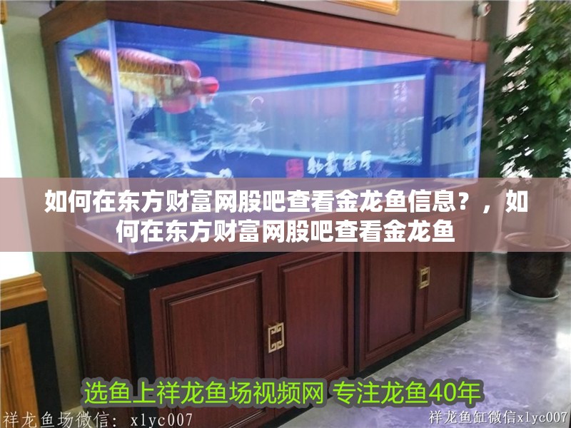 如何在東方財(cái)富網(wǎng)股吧查看金龍魚(yú)信息？，如何在東方財(cái)富網(wǎng)股吧查看金龍魚(yú)