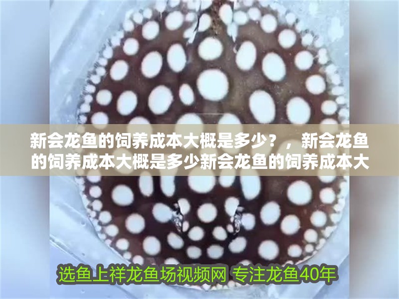 新會龍魚的飼養成本大概是多少？，新會龍魚的飼養成本大概是多少新會龍魚的飼養成本大概是多少