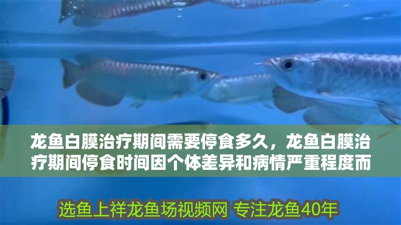 龍魚白膜治療期間需要停食多久，龍魚白膜治療期間停食時間因個體差異和病情嚴重程度而異