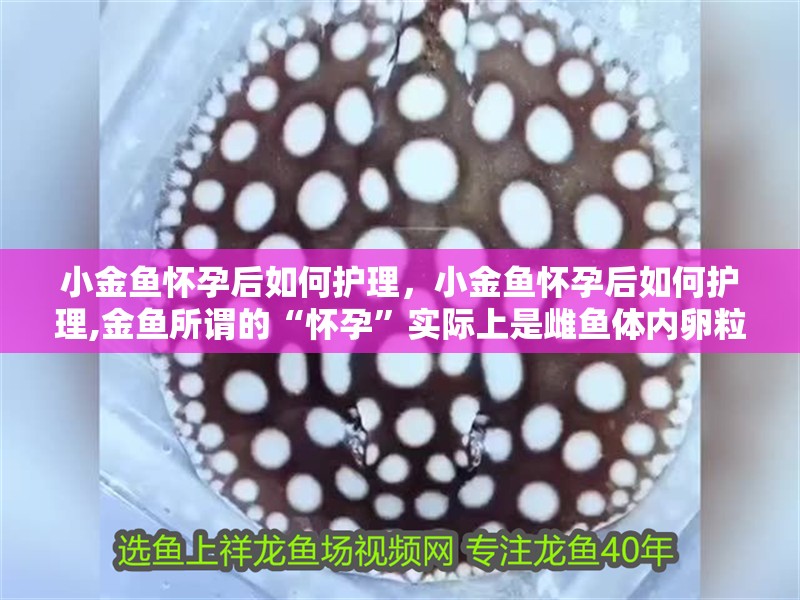 小金魚懷孕后如何護理，小金魚懷孕后如何護理,金魚所謂的“懷孕”實際上是雌魚體內卵粒成熟、準備產卵的生理現象