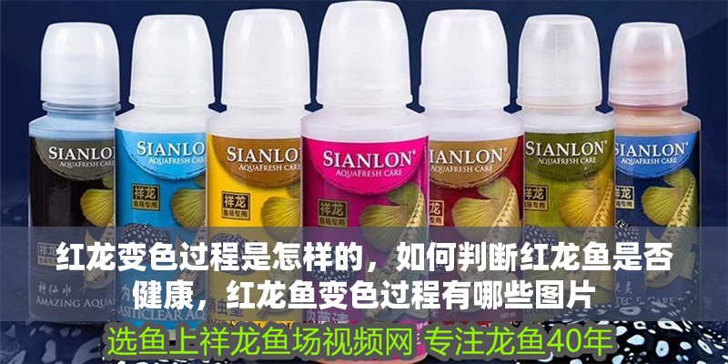 紅龍變色過程是怎樣的，如何判斷紅龍魚是否健康，紅龍魚變色過程有哪些圖片