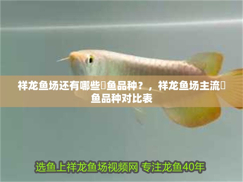 祥龍魚場還有哪些魟魚品種？，祥龍魚場主流魟魚品種對比表