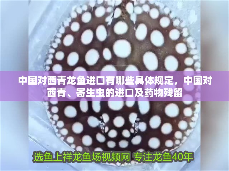 中國對西青龍魚進口有哪些具體規定，中國對西青、寄生蟲的進口及藥物殘留
