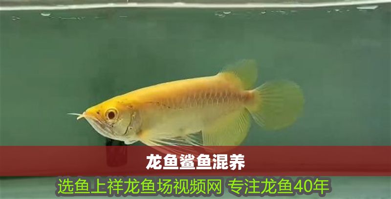 龍魚鯊魚混養