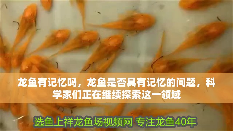 龍魚有記憶嗎，龍魚是否具有記憶的問題，科學家們正在繼續(xù)探索這一領(lǐng)域