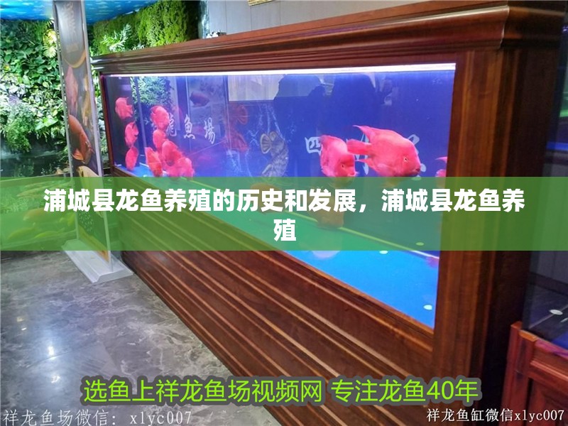 浦城縣龍魚養殖的歷史和發展，浦城縣龍魚養殖