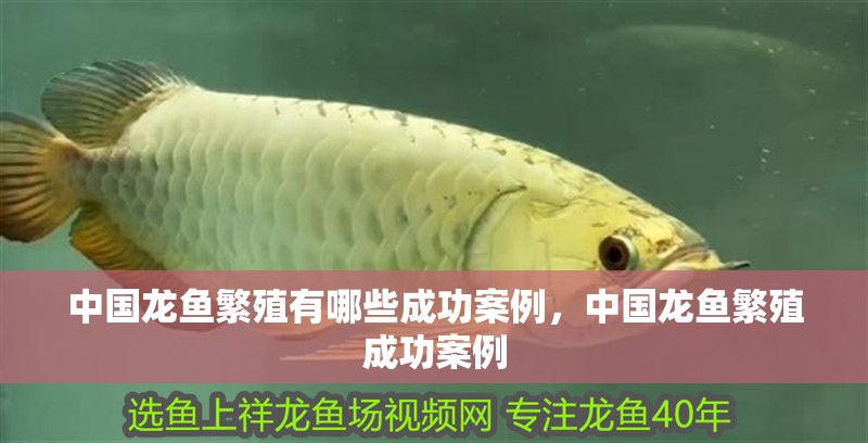 中國龍魚繁殖有哪些成功案例，中國龍魚繁殖成功案例