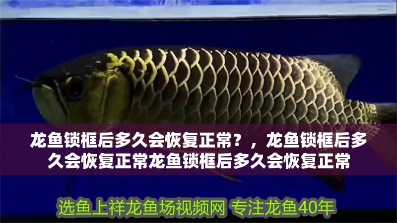 龍魚鎖框后多久會恢復正常？，龍魚鎖框后多久會恢復正常龍魚鎖框后多久會恢復正常