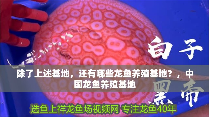 除了上述基地，還有哪些龍魚養殖基地？，中國龍魚養殖基地