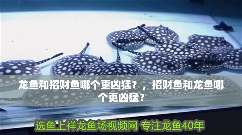 龍魚和招財魚哪個更兇猛？，招財魚和龍魚哪個更兇猛？