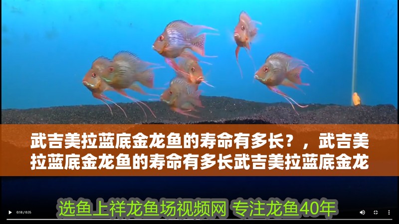 武吉美拉藍底金龍魚的壽命有多長？，武吉美拉藍底金龍魚的壽命有多長武吉美拉藍底金龍魚價格是多少
