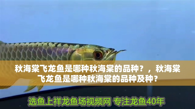 秋海棠飛龍魚是哪種秋海棠的品種？，秋海棠飛龍魚是哪種秋海棠的品種及種？