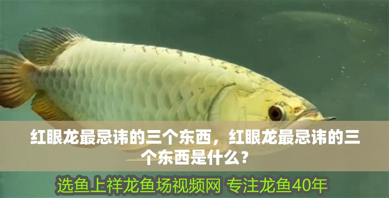 紅眼龍最忌諱的三個東西，紅眼龍最忌諱的三個東西是什么？