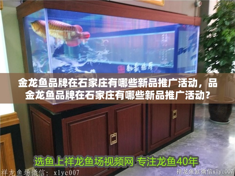 金龍魚品牌在石家莊有哪些新品推廣活動，品金龍魚品牌在石家莊有哪些新品推廣活動？