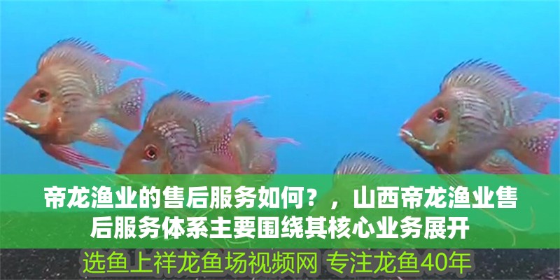 帝龍漁業的售后服務如何？，山西帝龍漁業售后服務體系主要圍繞其核心業務展開
