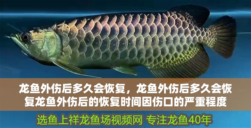 龍魚外傷后多久會恢復，龍魚外傷后多久會恢復龍魚外傷后的恢復時間因傷口的嚴重程度