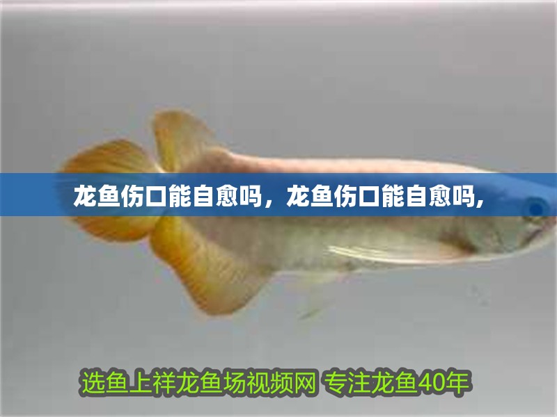 龍魚傷口能自愈嗎，龍魚傷口能自愈嗎,