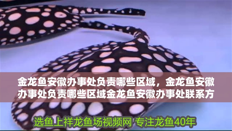 金龍魚安徽辦事處負責哪些區域，金龍魚安徽辦事處負責哪些區域金龍魚安徽辦事處聯系方式與地址匯總表