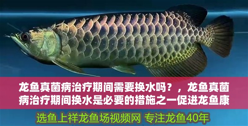 龍魚真菌病治療期間需要換水嗎？，龍魚真菌病治療期間換水是必要的措施之一促進龍魚康復