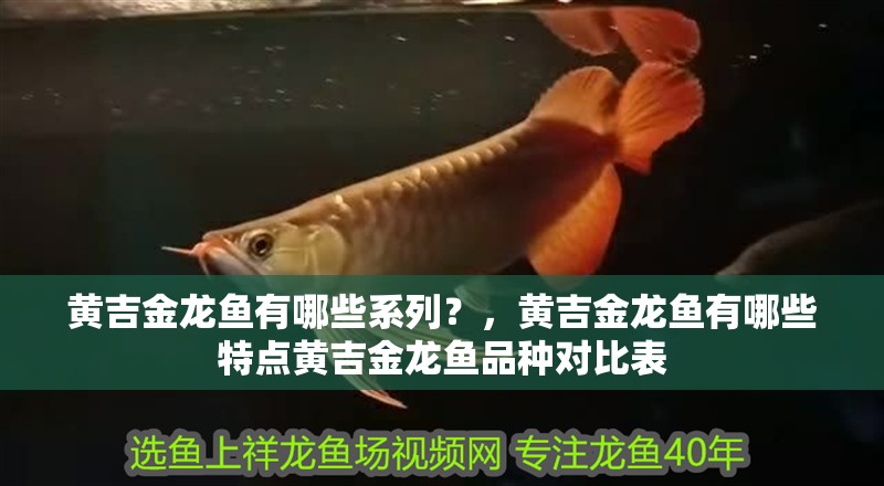黃吉金龍魚有哪些系列？，黃吉金龍魚有哪些特點黃吉金龍魚品種對比表
