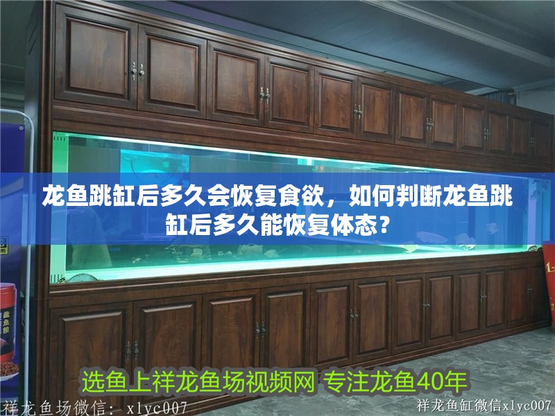 龍魚跳缸后多久會恢復食欲，如何判斷龍魚跳缸后多久能恢復體態？