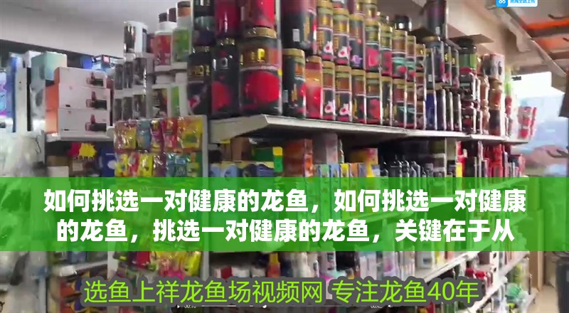 如何挑選一對健康的龍魚，如何挑選一對健康的龍魚，挑選一對健康的龍魚，關(guān)鍵在于從