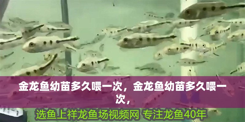 金龍魚幼苗多久喂一次，金龍魚幼苗多久喂一次，