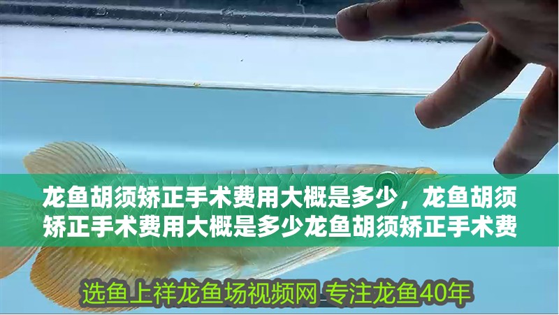 龍魚胡須矯正手術費用大概是多少，龍魚胡須矯正手術費用大概是多少龍魚胡須矯正手術費用大概多少