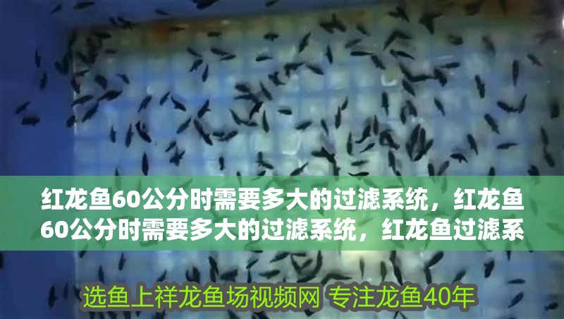 紅龍魚60公分時需要多大的過濾系統(tǒng)，紅龍魚60公分時需要多大的過濾系統(tǒng)，紅龍魚過濾系統(tǒng)配置清單