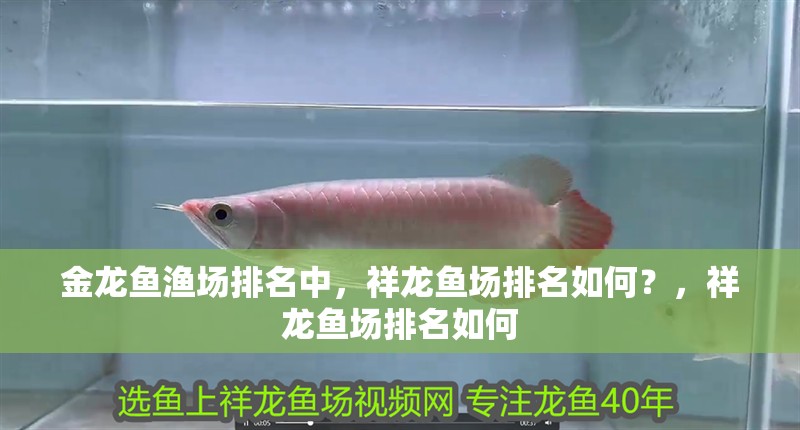 金龍魚漁場排名中，祥龍魚場排名如何？，祥龍魚場排名如何