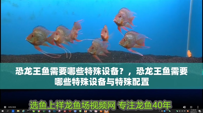 恐龍王魚需要哪些特殊設備？，恐龍王魚需要哪些特殊設備與特殊配置