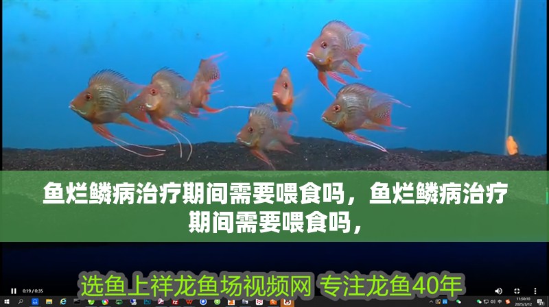 魚爛鱗病治療期間需要喂食嗎，魚爛鱗病治療期間需要喂食嗎，