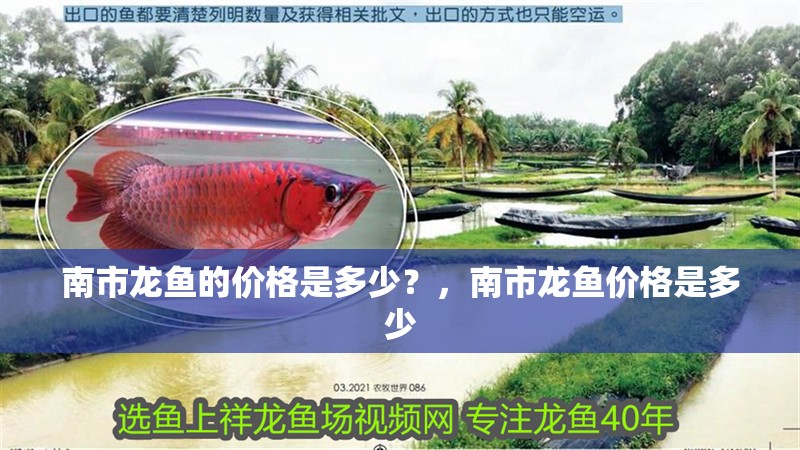 南市龍魚的價格是多少？，南市龍魚價格是多少