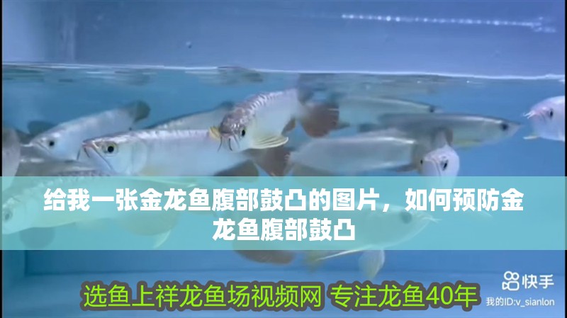 給我一張金龍魚腹部鼓凸的圖片，如何預防金龍魚腹部鼓凸