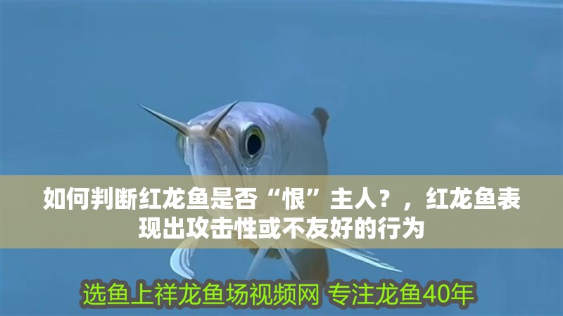 如何判斷紅龍魚是否“恨”主人？，紅龍魚表現(xiàn)出攻擊性或不友好的行為