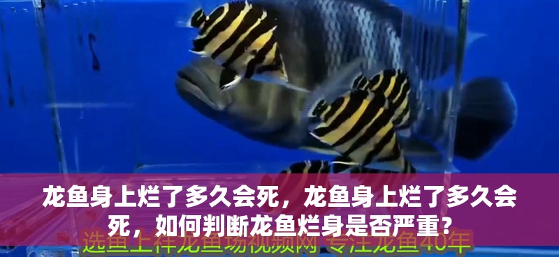 龍魚身上爛了多久會死，龍魚身上爛了多久會死，如何判斷龍魚爛身是否嚴重？