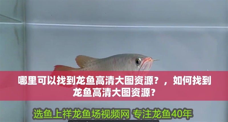 哪里可以找到龍魚高清大圖資源？，如何找到龍魚高清大圖資源？