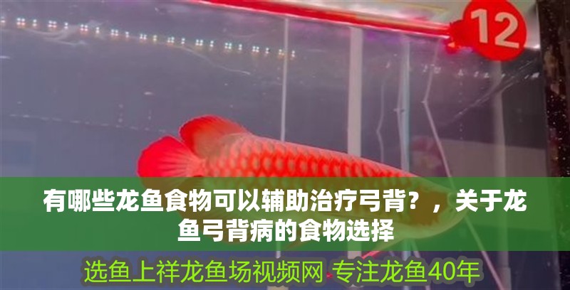 有哪些龍魚食物可以輔助治療弓背？，關于龍魚弓背病的食物選擇