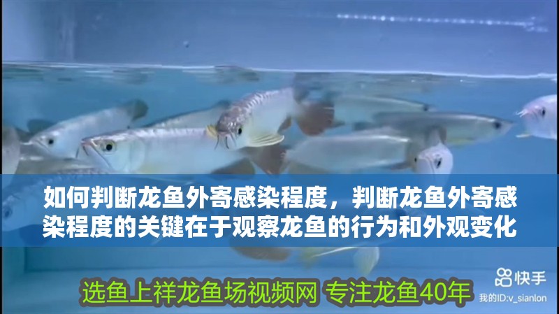 如何判斷龍魚外寄感染程度，判斷龍魚外寄感染程度的關鍵在于觀察龍魚的行為和外觀變化