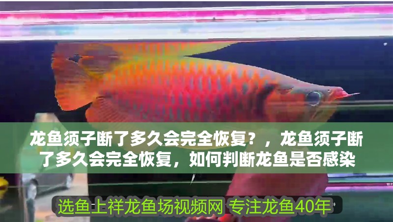 龍魚須子斷了多久會完全恢復？，龍魚須子斷了多久會完全恢復，如何判斷龍魚是否感染