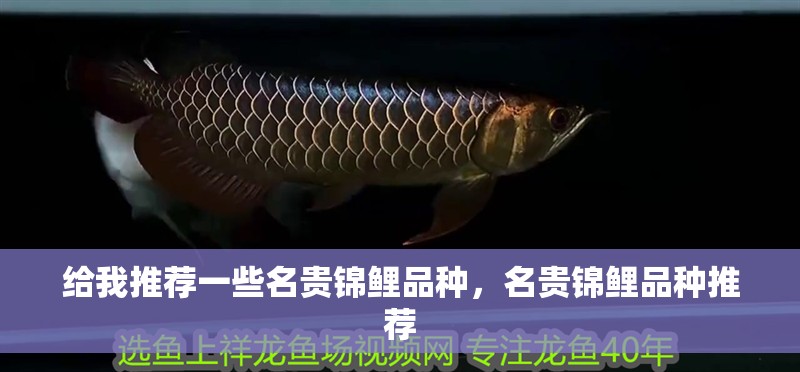 給我推薦一些名貴錦鯉品種，名貴錦鯉品種推薦