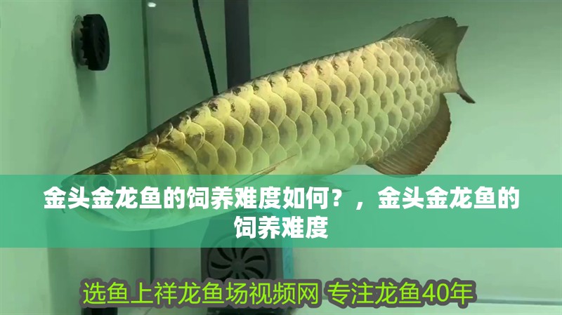 金頭金龍魚的飼養(yǎng)難度如何？，金頭金龍魚的飼養(yǎng)難度