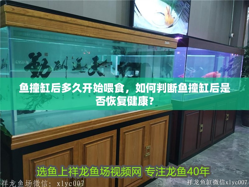 魚撞缸后多久開始喂食，如何判斷魚撞缸后是否恢復(fù)健康？