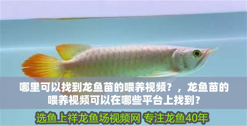 哪里可以找到龍魚苗的喂養視頻？，龍魚苗的喂養視頻可以在哪些平臺上找到？