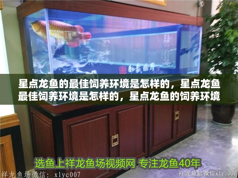星點龍魚的最佳飼養環境是怎樣的，星點龍魚最佳飼養環境是怎樣的，星點龍魚的飼養環境
