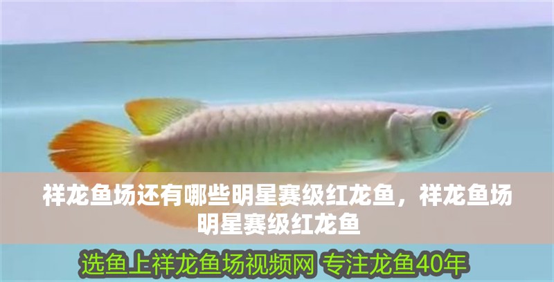 祥龍魚場還有哪些明星賽級紅龍魚，祥龍魚場明星賽級紅龍魚