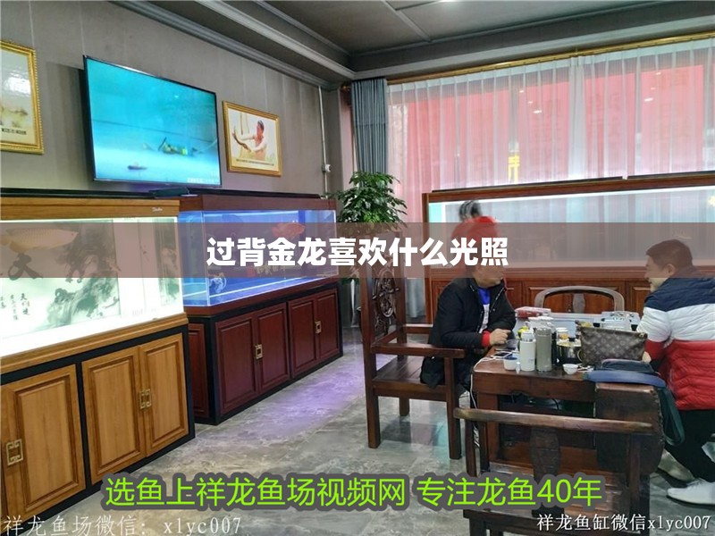 過背金龍喜歡什么光照